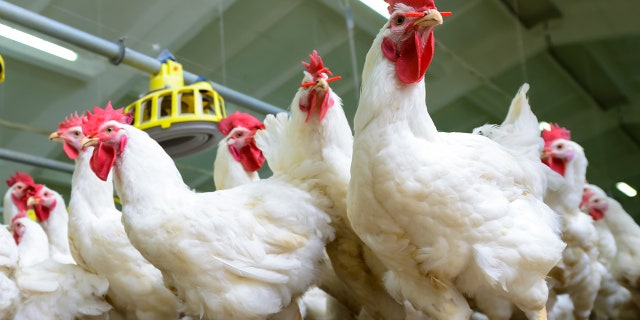 Dead chickens were among the animal parts found inside a Texas home, authorities said.