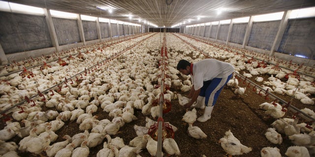 A worker feeds chickens as classical music by Mozart play in the background at Kee Song Brothers' drug-free poultry farm in Yong Peng, in Malaysia's southern state of Johor April 16, 2015. REUTERS/Edgar Su