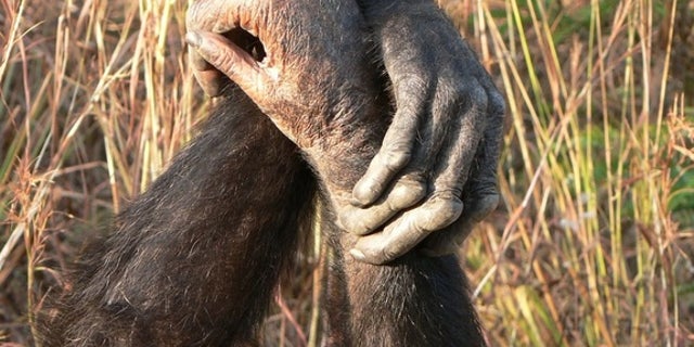 Chimpanzees in a wrist-to-wrist grooming grasp.