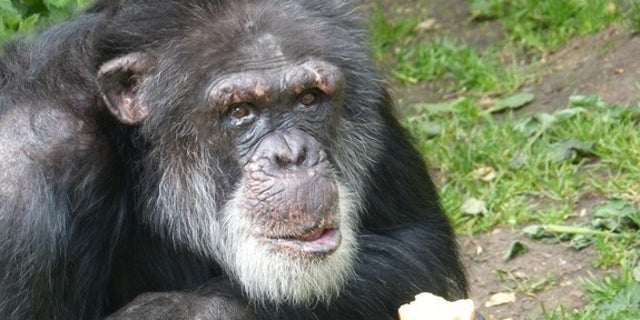 Louis, one of the Edinburgh chimps, begrudgingly eats an apple.