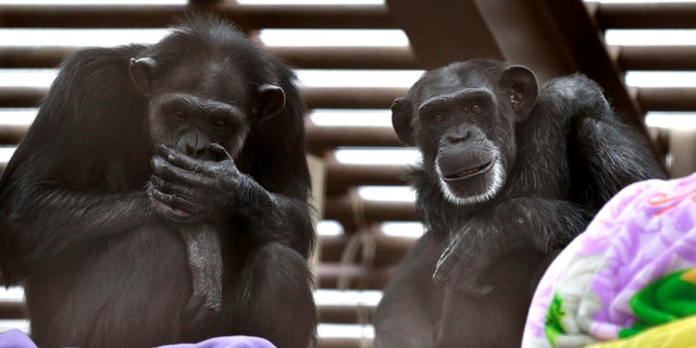 In this photo taken Aug. 8, 2016, Foxie, right, and Annie, left, two chimps who live at Chimpanzee Sanctuary Northwest near Cle Elum, Wash., sit on a platform during a party for Foxie's 40th birthday. Sanctuaries around the country are preparing for an influx of retired private lab chimps now that the federal government has stopped backing experiments on humankind's closest relatives.