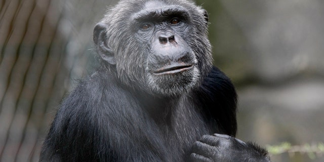 Chimpanzee nests hold less fecal and skin bacteria than human beds, a study released Tuesday said.