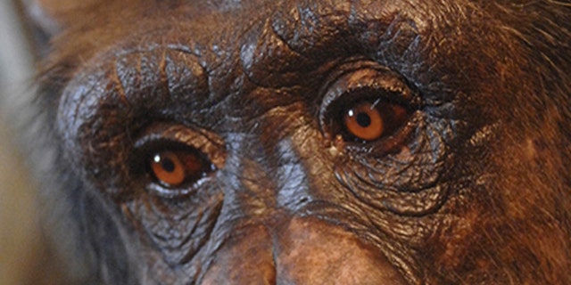 Panzee, a chimpanzee at the Language Research Center at Georgia State.