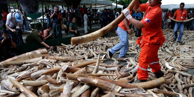 June 21, 2013: Workers prepare seized elephant tusks to be crushed by a backhoe during a destruction ceremony at the Protected Areas and Wildlife Bureau of the Department of Environment and Natural Resources