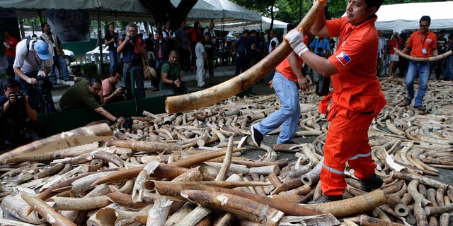 June 21, 2013: Workers prepare seized elephant tusks to be crushed by a backhoe during a destruction ceremony at the Protected Areas and Wildlife Bureau of the Department of Environment and Natural Resources