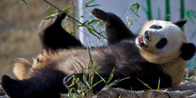 Jan. 28, 2013: Giant panda Ya Ya plays at a wildness recovery training base in Foping county in northwest China's Shaanxi province.