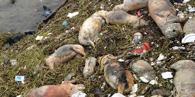 Sunday, March 10, 2013: In this photo taken Thursday and made available Sunday, dead pigs are strewn along the riverbanks of Songjiang district in Shanghai, China. Chinese officials say they have fished out 900 dead pigs from a Shanghai river that is a water source for city residents. Officials are investigating where the pigs came from. A statement posted Saturday on the city's Agriculture Committee's website says they haven't found any evidence that the pigs were dumped into the river or of any animal epidemic.