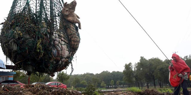 March 13, 2013: A worker hauls away dead pigs with a net in Zhonglian village of Jinshan district in Shanghai. The number of dead pigs found floating in a river flowing into Shanghai has reached nearly 6,000. The Shanghai municipal government said in an online announcement that 5,916 swine carcasses had been retrieved from Huangpu River, but added that municipal water remains safe.