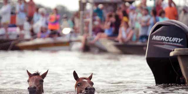 July 29, 2015: A pair of Chincoteague ponies make the 90th annual Chincoteague Pony Swim across Assateague Channel to the Chincoteague Island, Va.