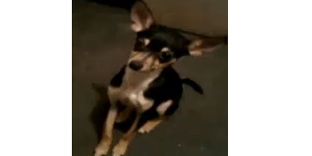 The neighbor has a license to carry, and police say he told them he felt he was being attacked by the dog that wasn't on a leash.