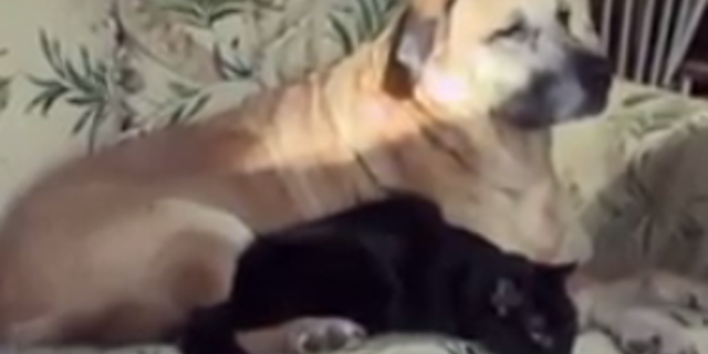 The Michigan family's dog, Chloe, found the cat, Ringer, at the South Haven, Michigan, home.