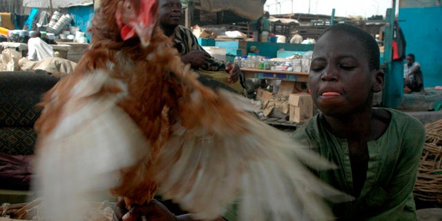 Jan. 30, 2007: JA boy catches a chicken at a local bird market in the commercial capital Lagos, Nigeria.