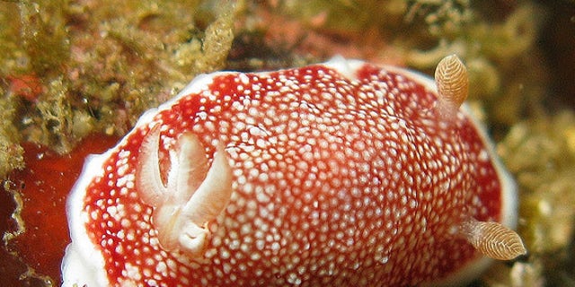Sea Slugs Mate With Throwaway Penis Fox News