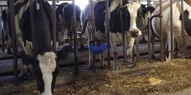 The Cihlar Farm has 40 milking cows, but the family is looking to add to the number to keep the farm going.