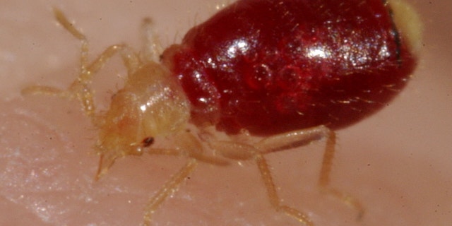 Cimex feeding. (Louis Sorkin)