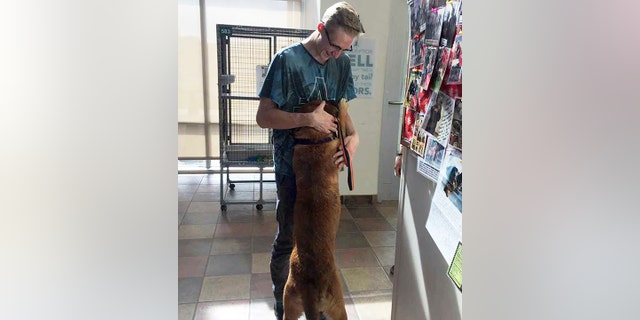 Henry Smithour, 16, picks up his English mastiff, Gidget, from Pueblo Animal Services in Pueblo, Colo., after the dog was rescued from a wastewater treatment plant in Pueblo West.
