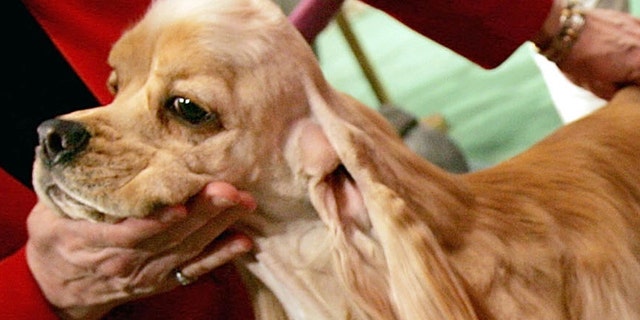 Hule, a gold-colored Cocker Spaniel like the one above, faced a fight for survival after her drunk owner took his anger out on her with a machete, slashing her head and leaving her to die.