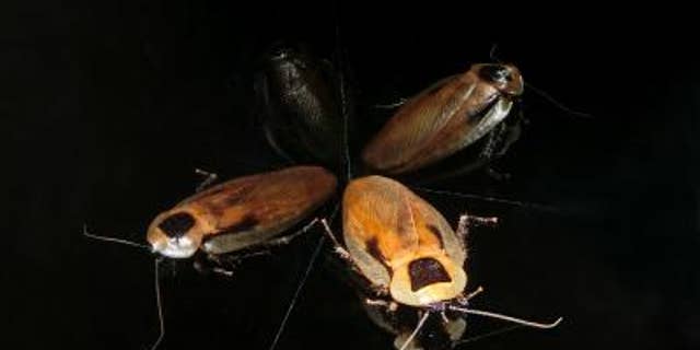 Cockroaches have internal GPS that's similar to rats and humans.