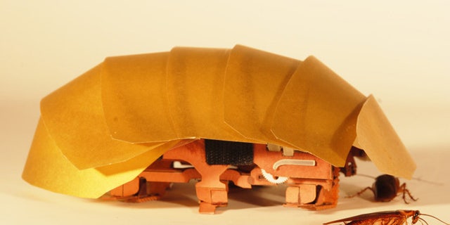 The CRAM robot was inspired by cockroaches and can crawl even when squashed to half its size. (Photo by Tom Libby, Kaushik Jayaram and Pauline Jennings. Courtesy of PolyPEDAL Lab, UC Berkeley)