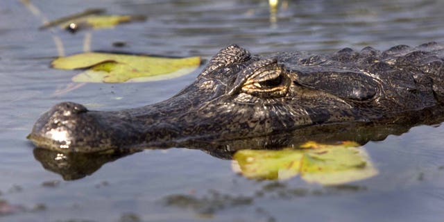 (ARGENTINA OUT) Esteros del Ibera. Corrientes. Argentina. The Ibera Wetlands (in Spanish, Esteros del Ibera, from Guarani ý bera "bright water") are the second-largest wetlands in South America. They are located in the center and center-north of the province of Corrientes, Argentina. The Esteros are a mix of swamps, bogs, stagnant lakes, lagoons, natural slough and courses of water of pluvial origin, with a total area of between 15,000 and 20,000 km². Image: Yacare Caiman. (Photo by Mariana Silvia Eliano/Cover/Getty Images)