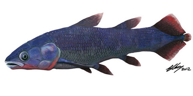 An artist's depiction of the fish that left behind a fossil skull, which has confirmed that modern-looking coelacanths have been around for more than 400 million years.