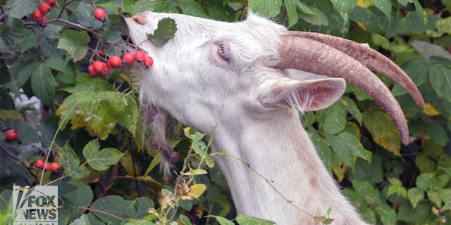 A popular legend says that Kaldi, a goat herder in Ethiopia, learned of the coffee bean's energizing properties after his goats started eating beans off the trees.