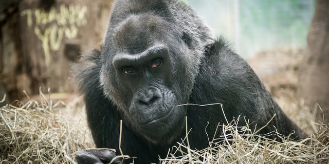 Colo the gorilla, the world's oldest known gorilla, died peacefully in her sleep on Jan. 17. She was 60 years old. Here, a photo of Colo taken in 2015.