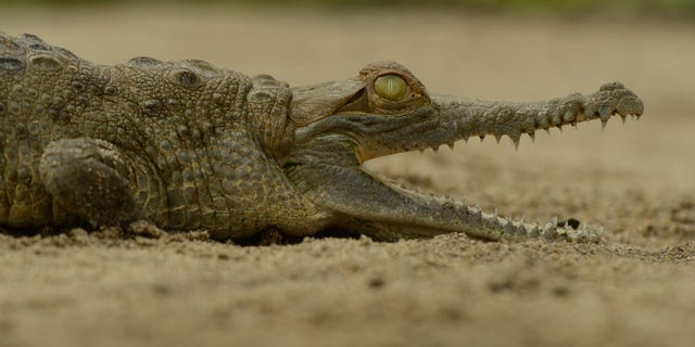 Twenty Orinoco crocodiles (Crocodylus intermedius) were reintroduced into their natural environment this month in Colombia.