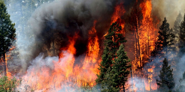 In this Monday, June 11, 2018, photo, flames consume trees during a burnout operation that was performed south of County Road 202 near Durango, Colo.