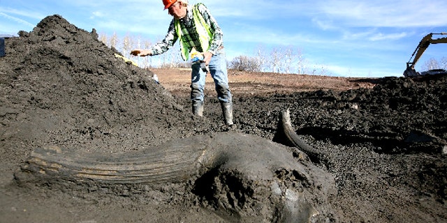 Steve Holen, curator of archaeology at the Denver Museum of Nature & Science, stands behind a giant, prehistoric bison skull unearthed at the Museum's fossil dig at Ziegler Reservoir.
