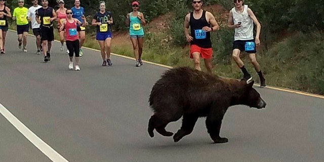 In this photo provided by Donald Sanborn, a bear walks across the street as runners compete in the Garden of the Gods 10 Mile Run near Colorado Springs, Colo., Sunday, June 11, 2017.