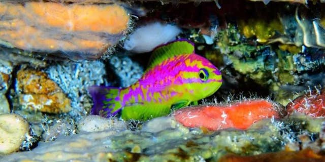 Divers discovered this neon-bright new species of fish in the Atlantic Ocean.