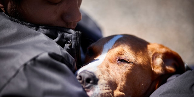 comfort dog istock large
