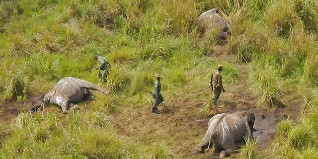 Park rangers stand near the remains of three elephants that were killed by
unknown poachers in the Garamba National Park, located in the Democratic Republic of Congo. (AP Photo/African Parks)