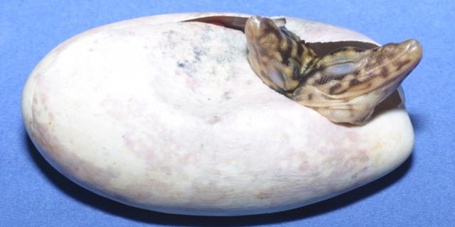 The conjoined lizard twins, still inside their egg.