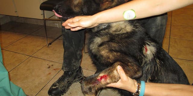 Police dog Hyde was injured by knife wounds to his front leg and chest.