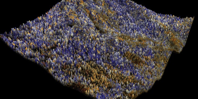 This 3-D image shows the amount of water contained in the canopies of trees. Red-orange is low, white medium, and blue high.