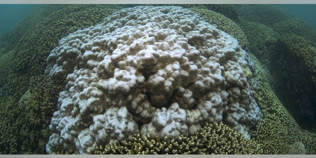 A coral in August 2015 at the start of the worst bleaching event the main Hawaiian Islands have ever experienced. (XL Catlin Seaview Survey team)