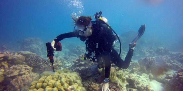 In this photo provided by Kim Cobb, shows Georgia Tech climate scientist Kim Cobb in November at the remote Pacific island of Kiritimati, finding a bit of hope and life amid what in April was a ghost town of dead coral.
