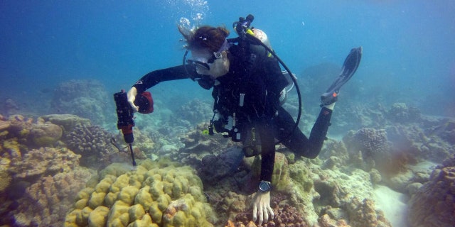 In this photo provided by Kim Cobb, shows Georgia Tech climate scientist Kim Cobb in November at the remote Pacific island of Kiritimati, finding a bit of hope and life amid what in April was a ghost town of dead coral.