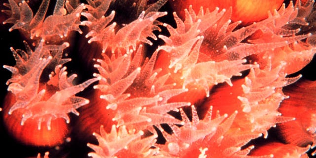A closeup of a cavernous star coral (Montastrea cavernosa).