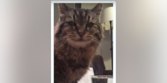 Corduroy the cat vanished in October.