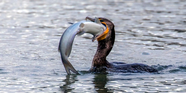 The cormorant struggles to swallow thw catfish on the island of Galveston, Texas, USA. See Masons copy MNSWALLOW: These remarkable images show an astonishing moment of a Cormorant finding it extremely difficult to swallow a large catfish. The 'excellent' photographs captured by an amateur photographer were taken on the island of Galveston, Texas. Shahin Abasov, 59, has managed to catch the moment a Cormorant attempting to swallow the Catfish for 30 minutes until it eventually gave up and let him go.