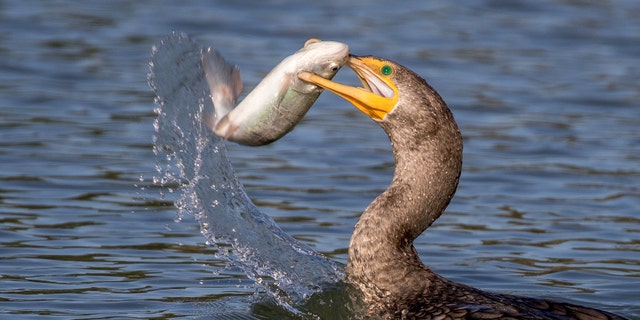 The cormorant struggles to swallow thw catfish on the island of Galveston, Texas, USA. See Masons copy MNSWALLOW: These remarkable images show an astonishing moment of a Cormorant finding it extremely difficult to swallow a large catfish. The 'excellent' photographs captured by an amateur photographer were taken on the island of Galveston, Texas. Shahin Abasov, 59, has managed to catch the moment a Cormorant attempting to swallow the Catfish for 30 minutes until it eventually gave up and let him go.