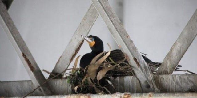 The double-breasted cormorants could save taxpayers millions if they would just fly over to their nearby, man-made replacement nests. (CALTRANS)