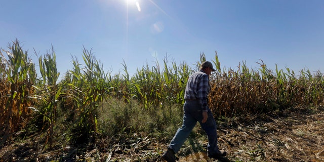 A farmer walks along one of his corn fields in Okawville, Illinois, Oct. 16, 2013.