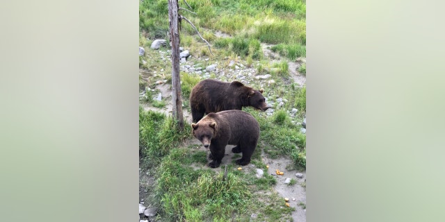 The culprit was likely similar to one of these bears seen the day before.