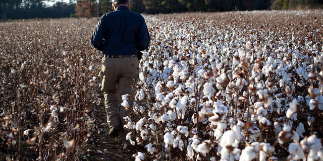 Farmer Roy Baxley, Jr. walks through a cotton field during the harvest on his farm in Minturn, South Carolina November 24, 2012.