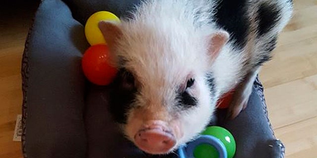 After celebrities like Ariana Grande and Miley Cyrus got pet pigs within the past few years, animal shelters across the country are now facing an influx of fully-grown pigs from owners who claimed they were duped.