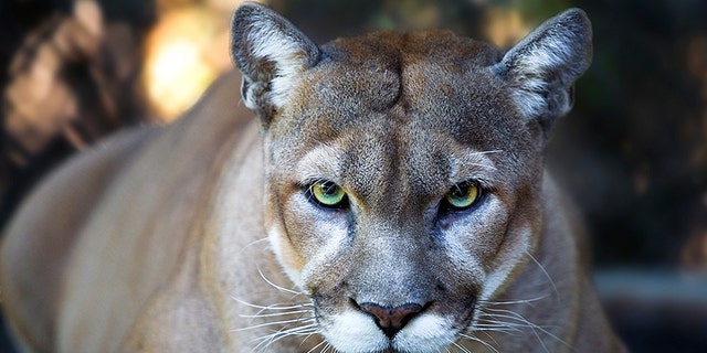 Cougar file photo.